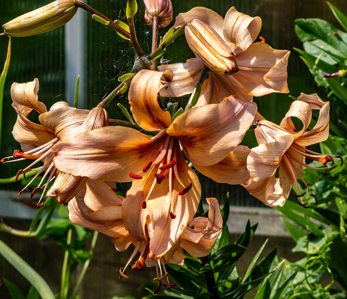 DSC_5852 (700x601, 212Kb)