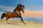 Посмотреть все фотографии серии Horses for Art