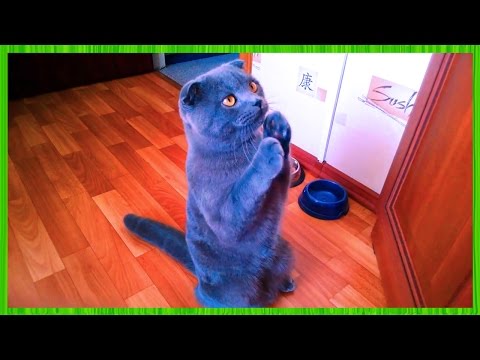 Про котиков для детей смешное с озвучкой