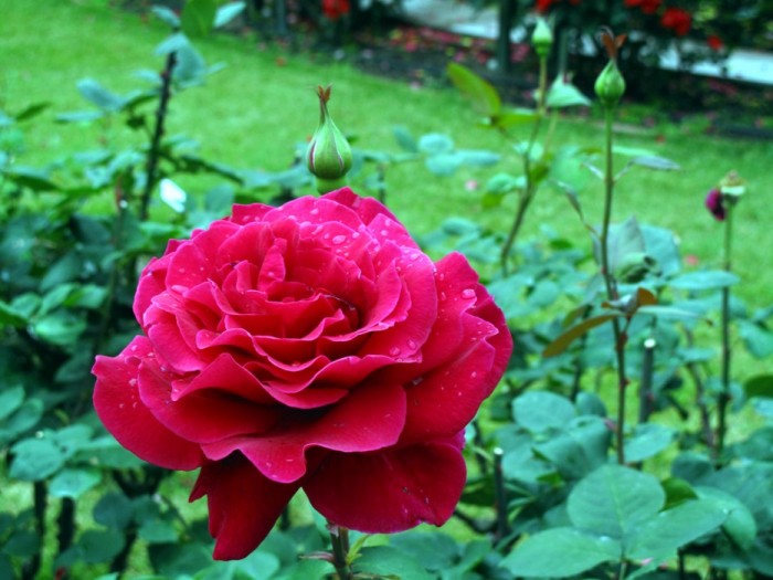 Роза японская микото фото и описание
