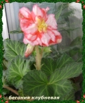   2- 