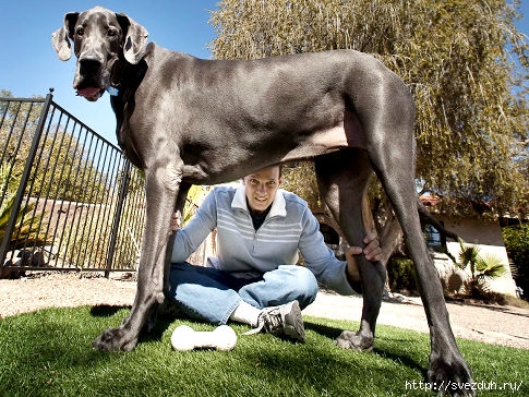 самая большая собака в мире