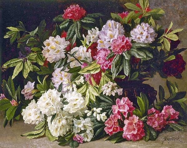  Jean Capeinick - Rhododendrons