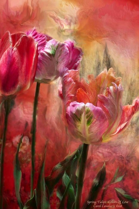 Tulips Colors Of Love