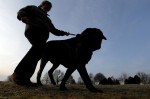  (Crufts) -     .
