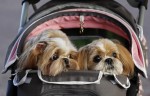  (Crufts) -     .
