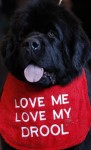  (Crufts) -     .