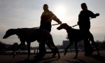  (Crufts) -     .