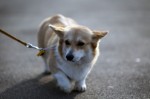  (Crufts) -     .