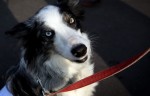  (Crufts) -     .