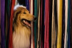  (Crufts) -     .