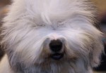  (Crufts) -     .