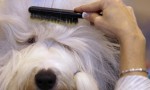 (Crufts) -     .