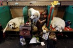  (Crufts) -     .