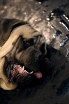  (Crufts) -     .