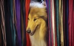  (Crufts) -     .