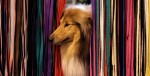  (Crufts) -     .