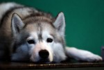  (Crufts) -     .