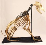  (Crufts) -     .