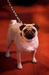  (Crufts) -     .