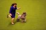  (Crufts) -     .