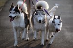  (Crufts) -     .