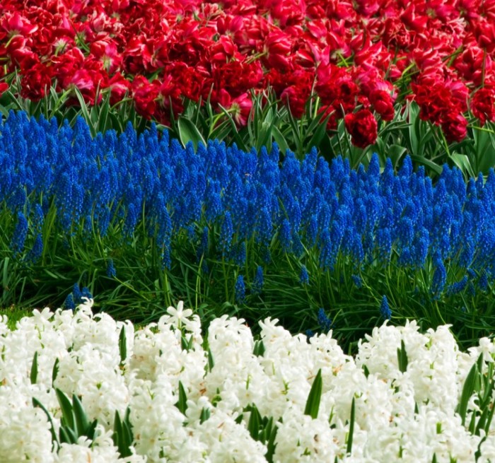 Red, White and Blooms