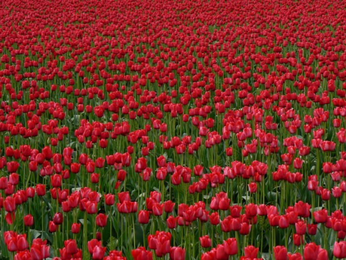 Field of Red
