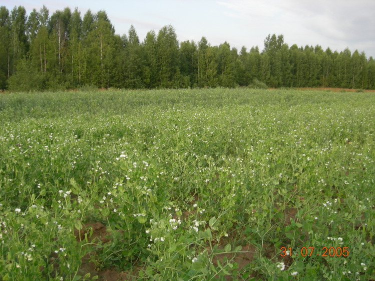 Фото гороховое поле