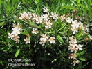  ? ?Nerium oleander