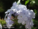  ? ?Plumbago auriculata