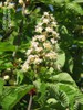  ? ?Aesculus