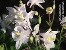  ? ?Aquilegia