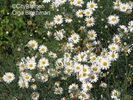  ? ?Argyranthemum