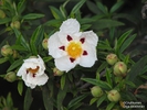  ? ?Cistus