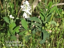  ? ?Exochorda