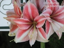  ? ?Hippeastrum