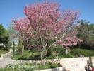  ? ?Tabebuia impetiginosa