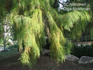  ? ?Taxodium