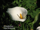  ? ?Zantedeschia aethiopica