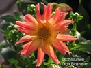  ? ?Dahlia