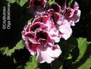  ? ?Pelargonium