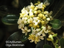  ? ?Pittosporum