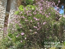  ? ?Syringa