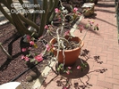  ? ?Adenium obesum