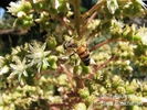  ? ?Aeonium sp.