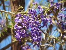  ? ?Bolusanthus speciosus