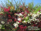  ? ?Bougainvillea