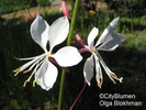  ? ?Gaura lindheimeri