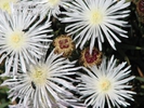  ? ?Lampranthus